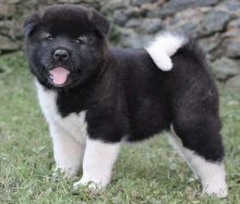 Akita Puppies