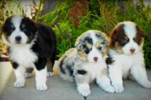 Extra charming male and female Australian Shepherd Puppies for adoption