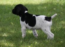 German Short Hair Pointer puppies EMAIL(markbradly7575@gmail.com) or (chrispowell7575@gmail.com)
