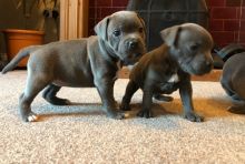 Gorgeous American Staffordshire Terrier puppies