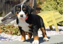 Greater Swiss Mountain Dog puppies ready for their forever homes