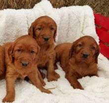 Irish Setter puppies for rehoming