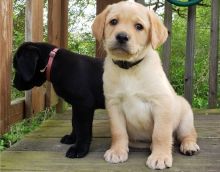 Purebred Labrador Retriever puppies