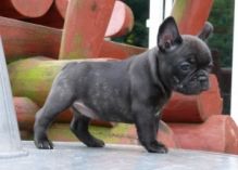 Registered French Bulldogs for Adoption