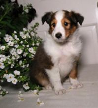 Sheltie puppies