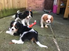 Tricolor and fawn Cavalier King Charles puppies ready