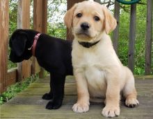 Purebred Labrador Retriever puppies Image eClassifieds4U