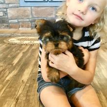 amazing Morkie puppies Image eClassifieds4u