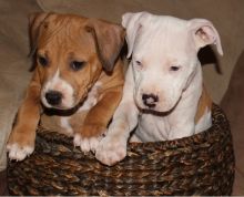 Adorable American Staffordshire Terrier pups