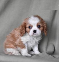 Cavalier King Charles Spaniel puppies for adoption