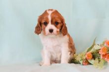 Cavalier King Charles Spaniels,2 left.