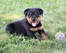 CBCA Rottweiler puppies