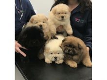Chow Chow puppies available