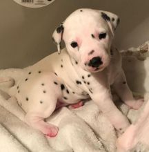 Dalmatian puppie