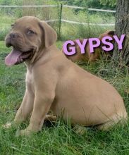 Dogue de Bordeaux puppies, (boy and girl)