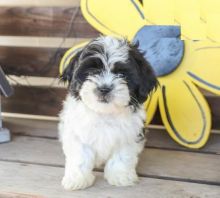 Malshi puppies for adoption