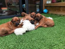 Rhodesian Ridgebeck puppies