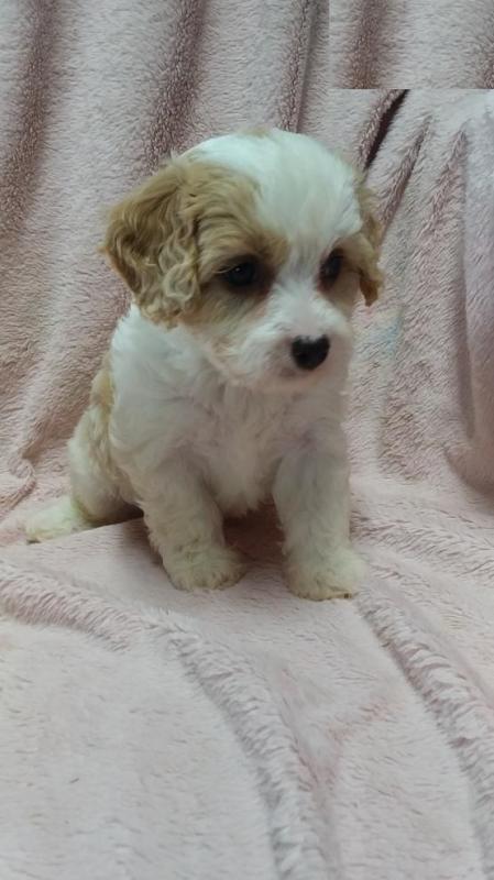 Cavachon puppies Image eClassifieds4u