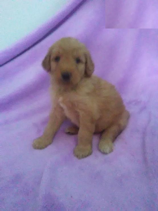 CBCA Goldendoodle puppies Image eClassifieds4u