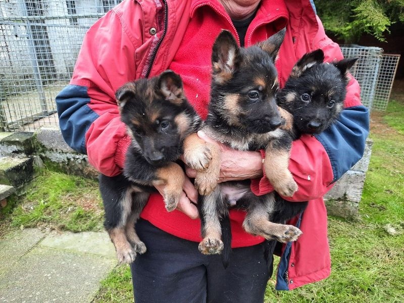 German Shepherd puppies Image eClassifieds4u