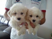 Bichon Frise Puppies Image eClassifieds4U
