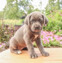 Cane Corso,2 left. Image eClassifieds4U