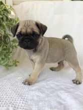 Pug puppies Image eClassifieds4U
