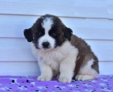 Saint Bernards,2 left. Image eClassifieds4U