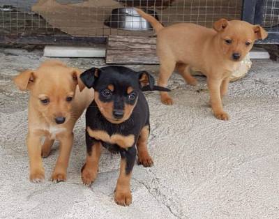 Miniature Pinscher puppies ready Image eClassifieds4u