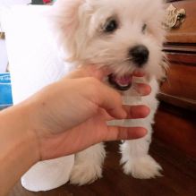 adorable Maltese puppies for adoption