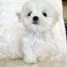 Adorable Maltese puppies for adoption