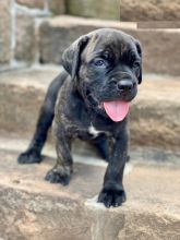 Cane Corso puppies