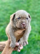 Cane Corso puppies