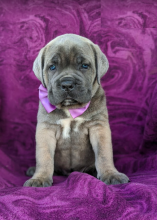 Cane Corso puppies, (boy and girl)