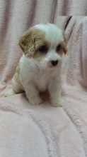 Cavachon puppies