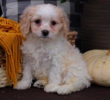 Cavachon puppies, (boy and girl)