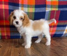 Cavachons,2 left.