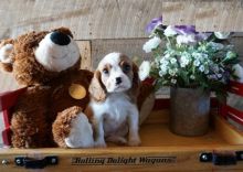 Cavalier King Charles Spaniel puppies