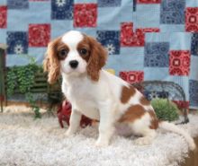 Cavalier King Charles Spaniel puppies, (boy and girl)