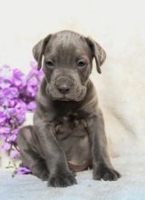 CBCA Cane Corso puppies