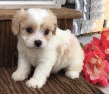 CBCA Cavachon puppies