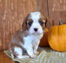 CBCA Cavalier King Charles Spaniel puppies