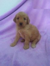 CBCA Goldendoodle puppies