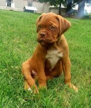 Dogue de Bordeaux,2 left.