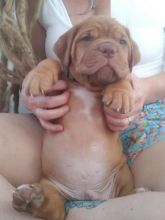 Dogue de Bordeaux puppies