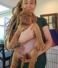 Dogue de Bordeaux puppies for adoption