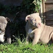 Gentle Pitbull puppies for adoption