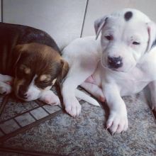 Gentle Pitbull puppies for adoption