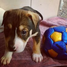 Gentle Pitbull puppies for adoption
