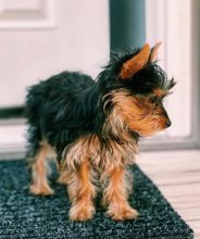 Gentle Yorkie puppies for adoption